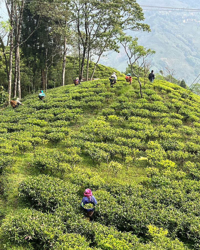 What Is Darjeeling Tea? | First vs Second Flush | Art of Tea