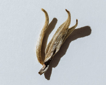 What is White Tea