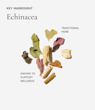 Echinacea ingredient close-up – Art of Tea
