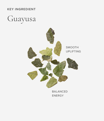 Guayusa ingredient close-up – Art of Tea