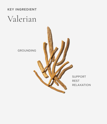 Valerian ingredient close-up – Art of Tea