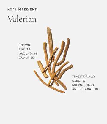 Valerian ingredient close-up – Art of Tea