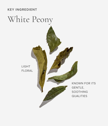 Clarity tea ingredient close-up – Art of Tea